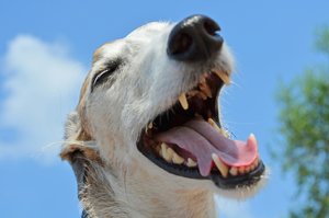Jak zabránit stomatologickým problémům u psů