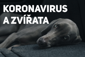 Koronavirus a zvířata