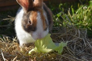 Nebezpečná myxomatóza se šíří Českem: Domácí králíci mají možnost ochrany!