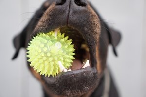 Zubní kámen u psů